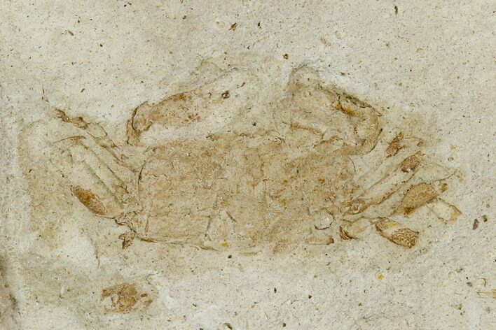 Two Fossil Pea Crabs (Pinnixa) From California - Miocene #128101